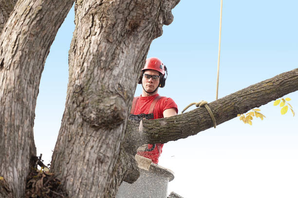 Best Tree Preservation Services  in USA